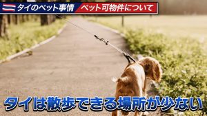 タイは散歩できる場所が少ない