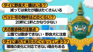 今回のまとめ　タイでペットを飼うことについて