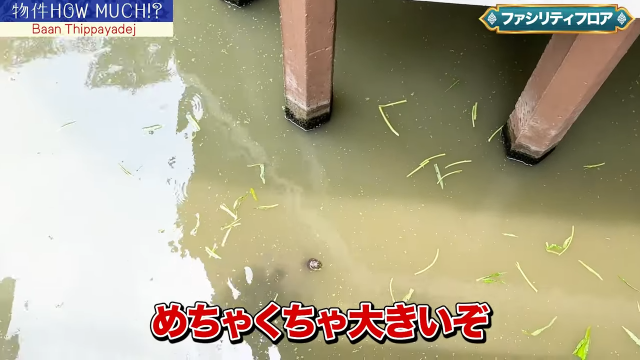 【Baan Thippayadej】亀