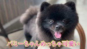 黒いポメラニアンのバミーちゃん