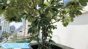 【The Residence on Thonglor】ベランダにある、プルメリアの木